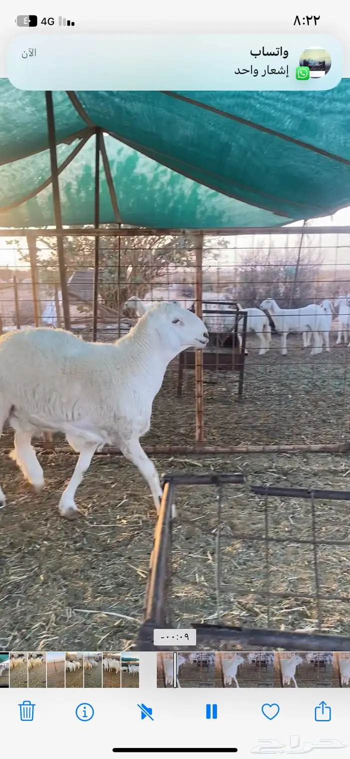 طلي جذع جبر ناهي 1