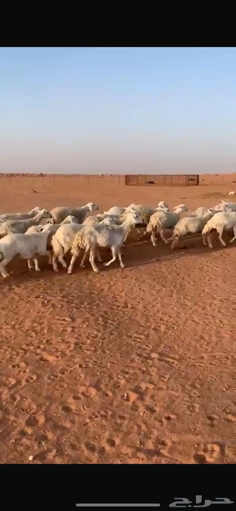 للبيع غنم 3