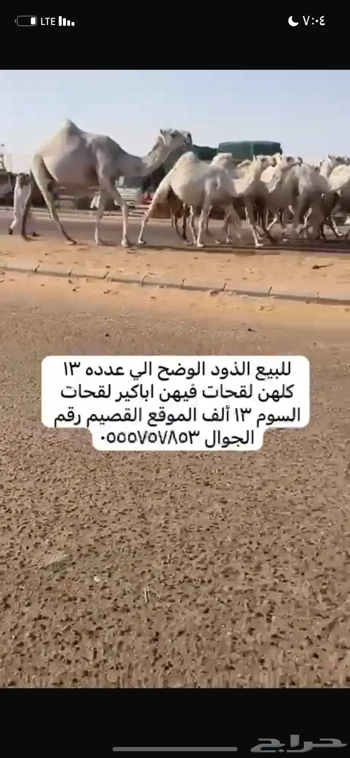 ذود مغاتير العدد 13 12