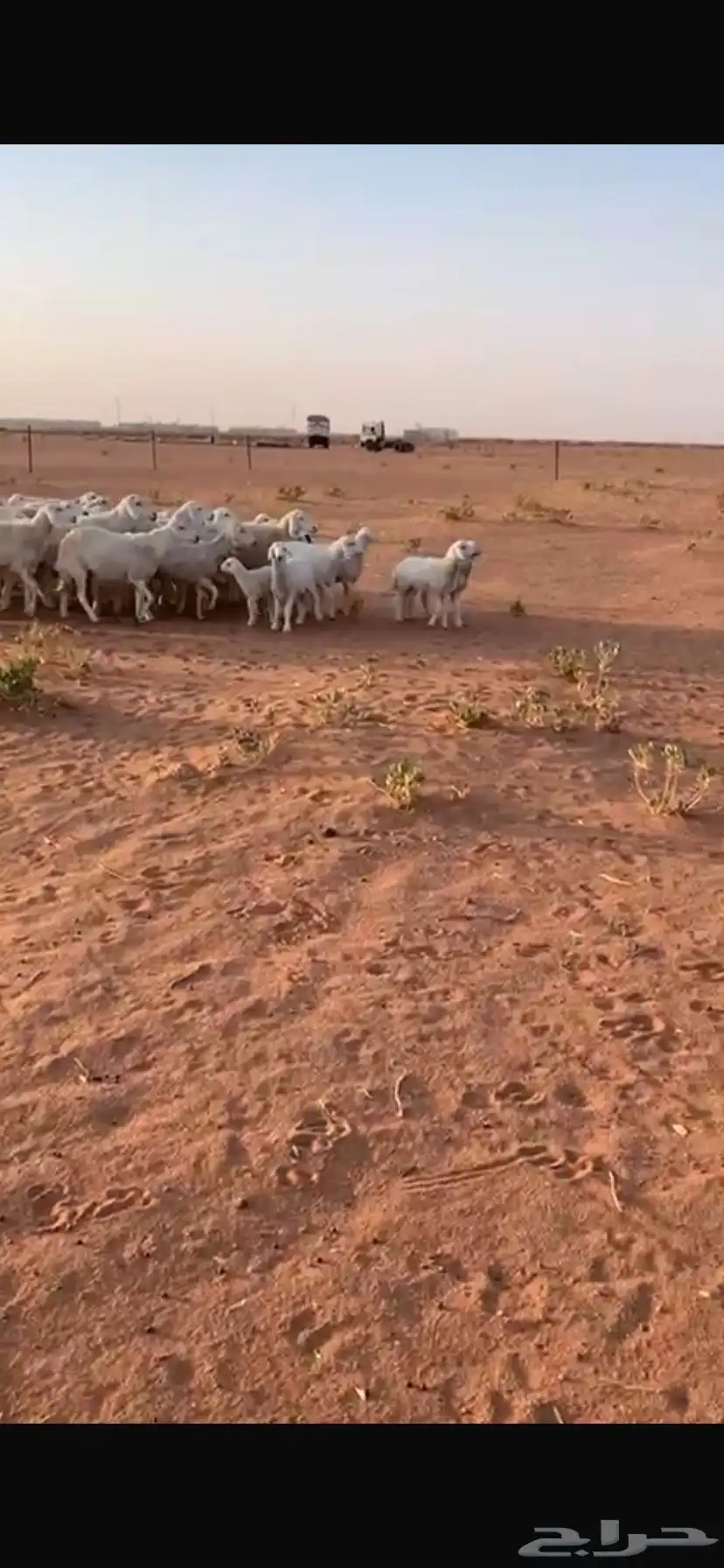 للبيع غنم 1