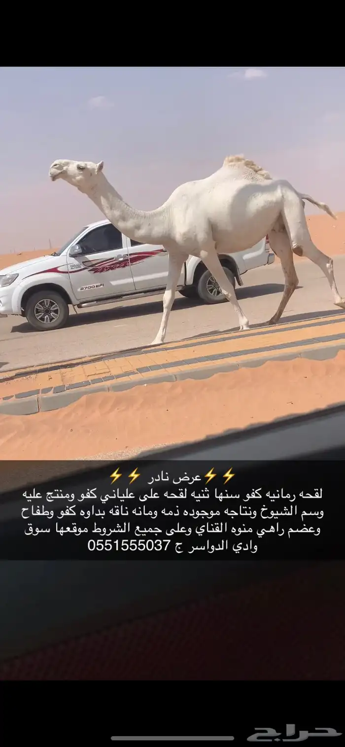 لقحه كفو رمانيه وضحى 1