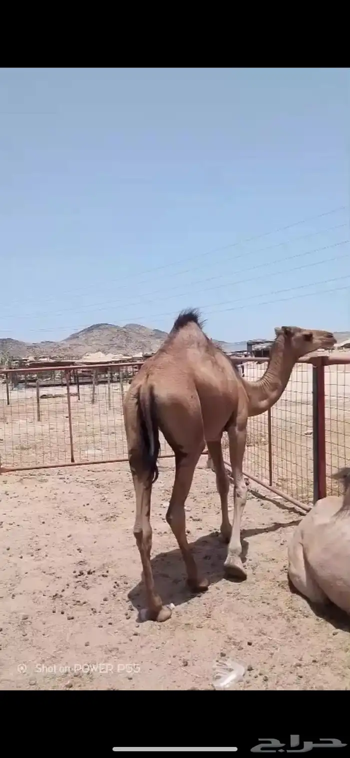 بكره على الحليب تم البيع خارج الموقع 3