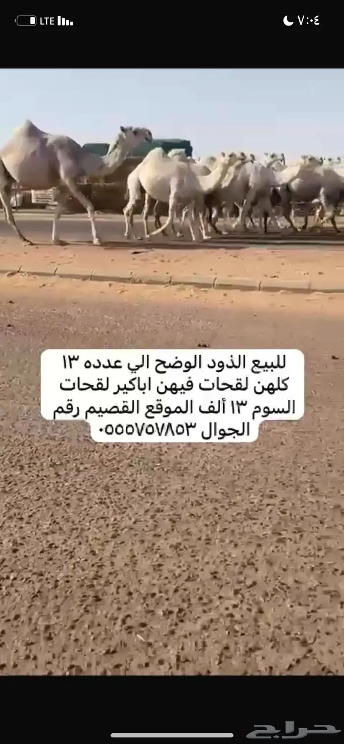 ذود مغاتير العدد 13 13