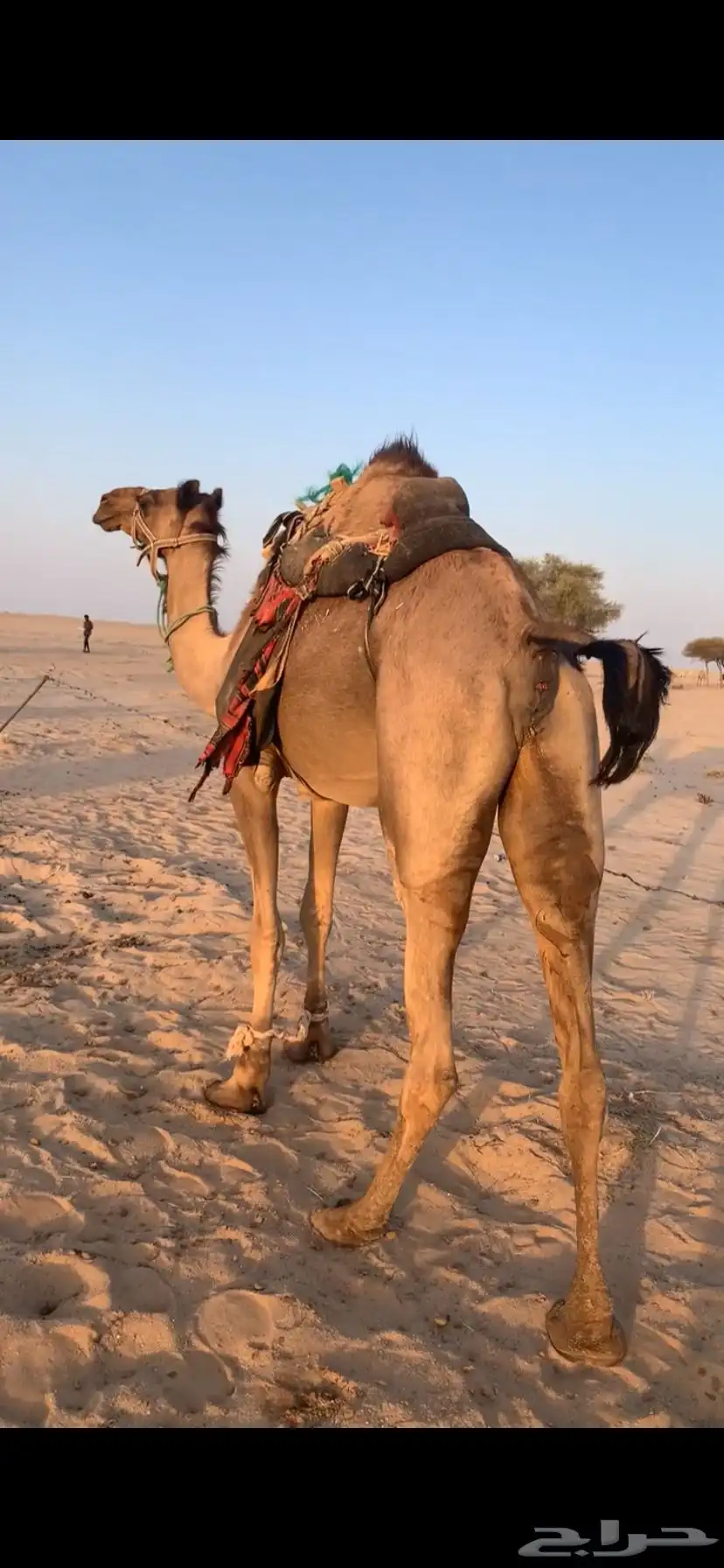 رحول رباع لقحه. وعلى جميع الشروط. رحول ابل 0