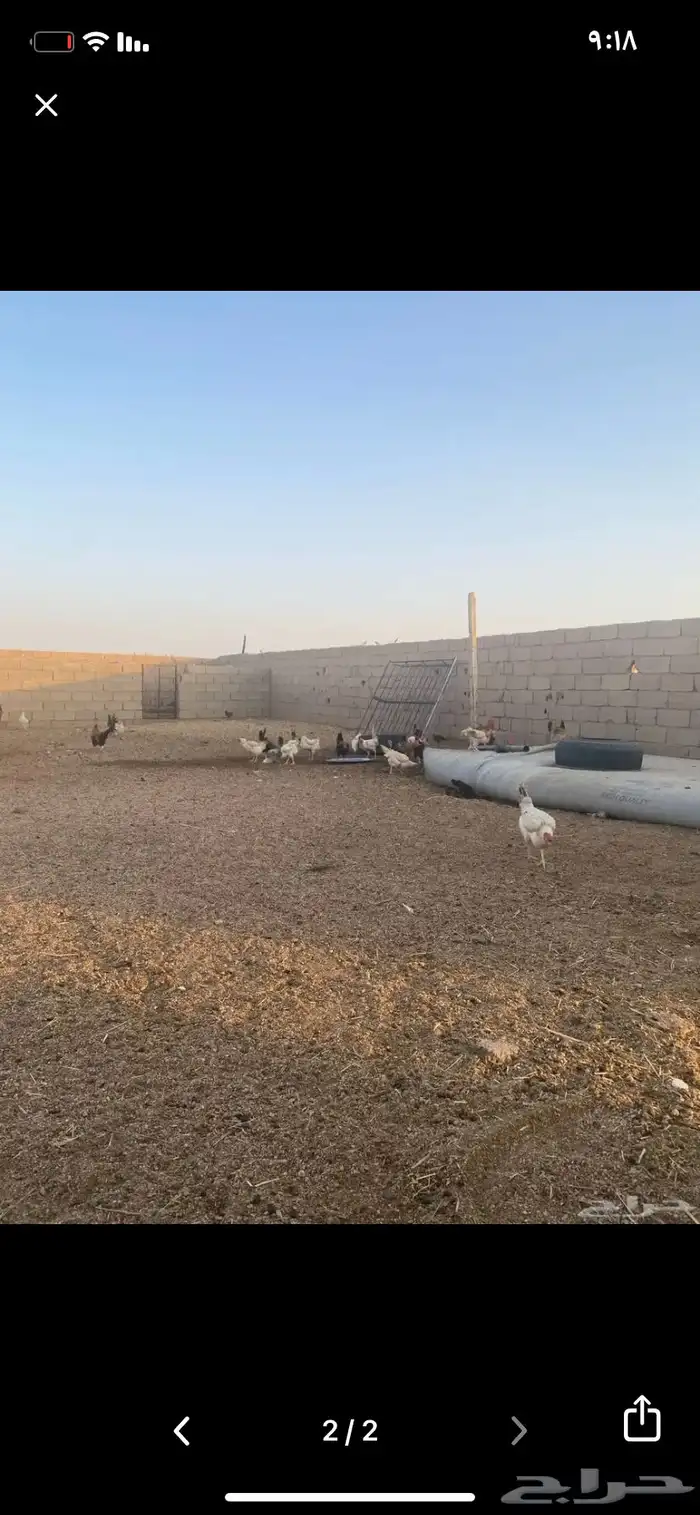 دجاج 0
