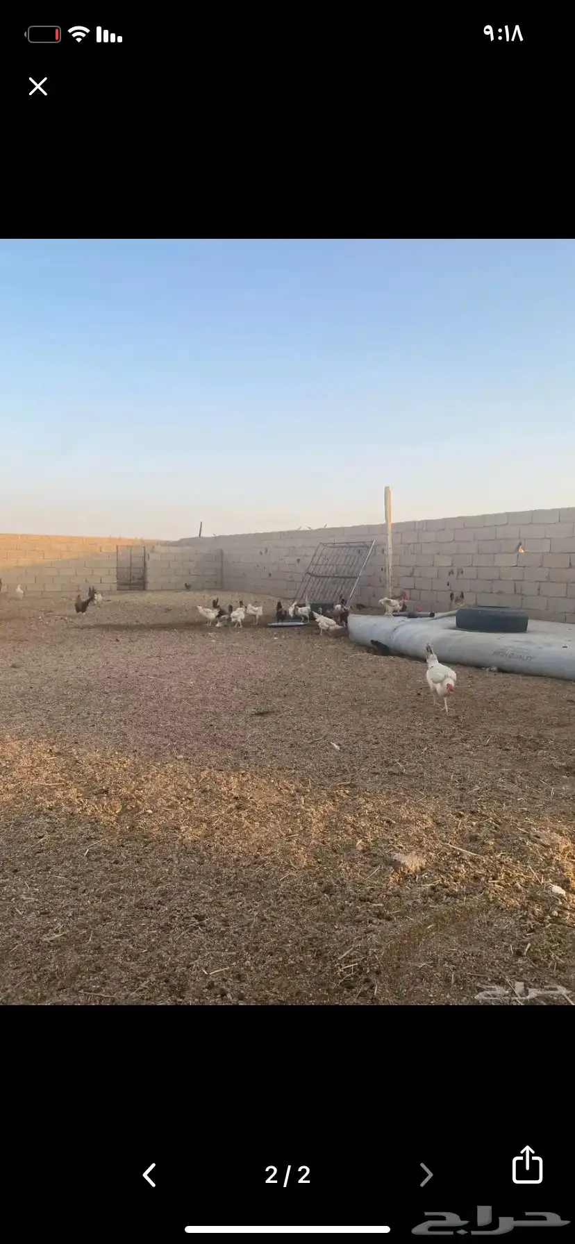 دجاج 0