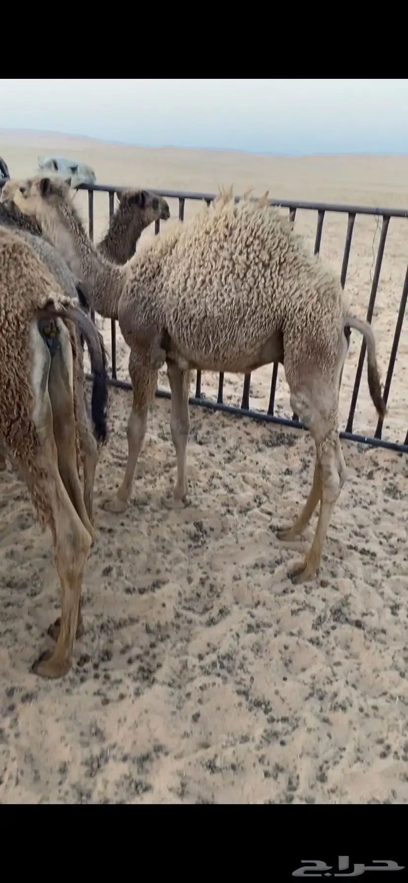 حشو 1