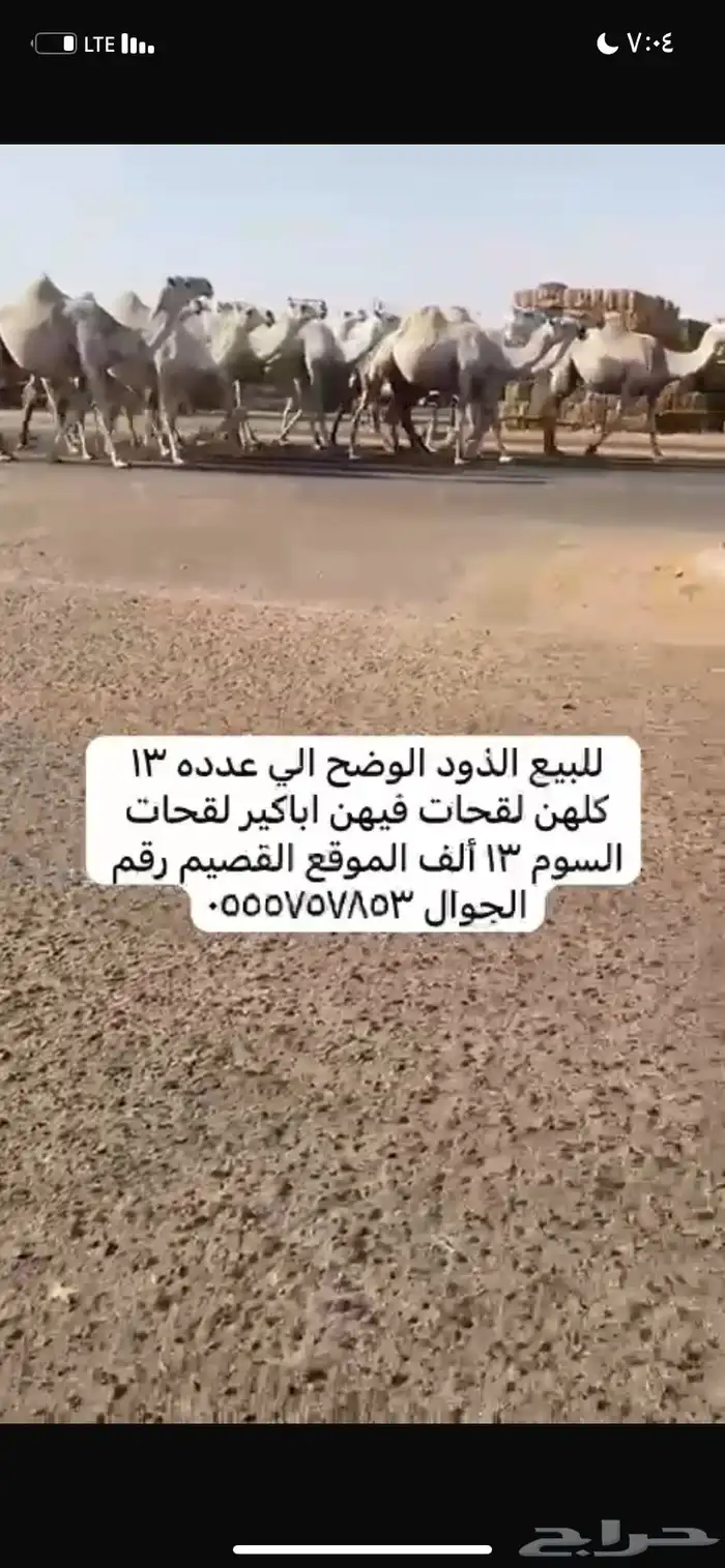 ذود مغاتير العدد 13 7