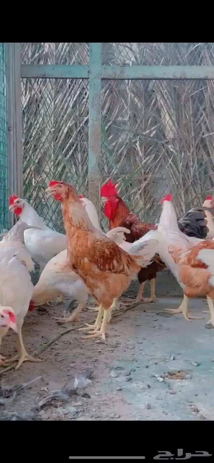 دجاج لهمان فحول 0