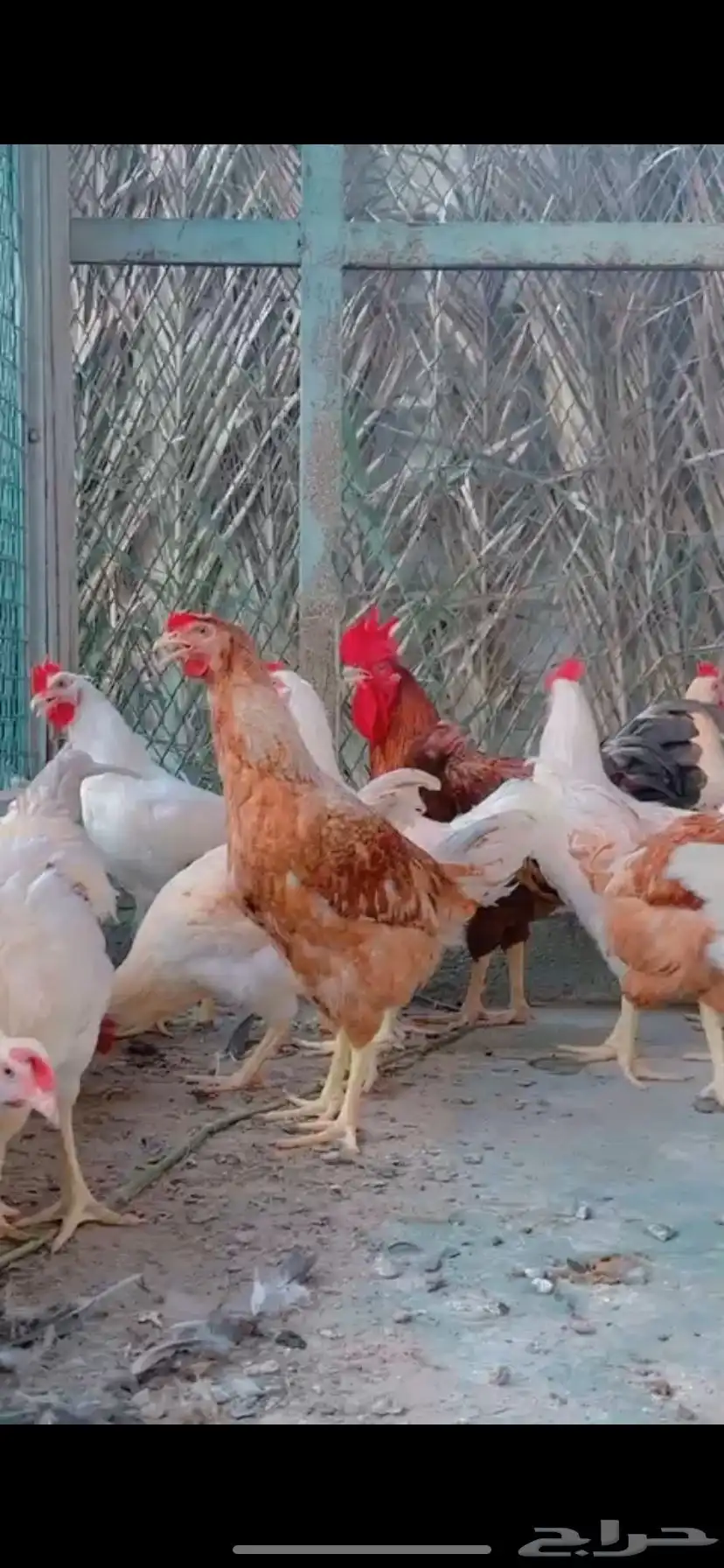 دجاج لهمان فحول 0