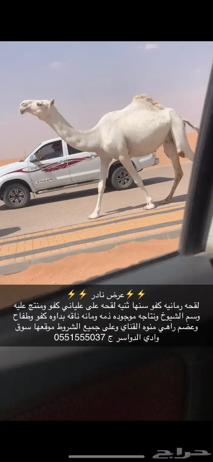 لقحه كفو رمانيه وضحى 0