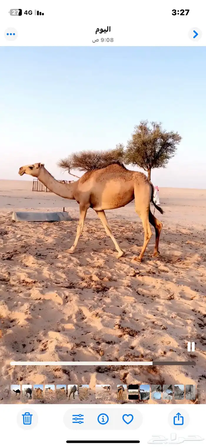 بكرتين لقوات طيبه ساسها عليانيات 0