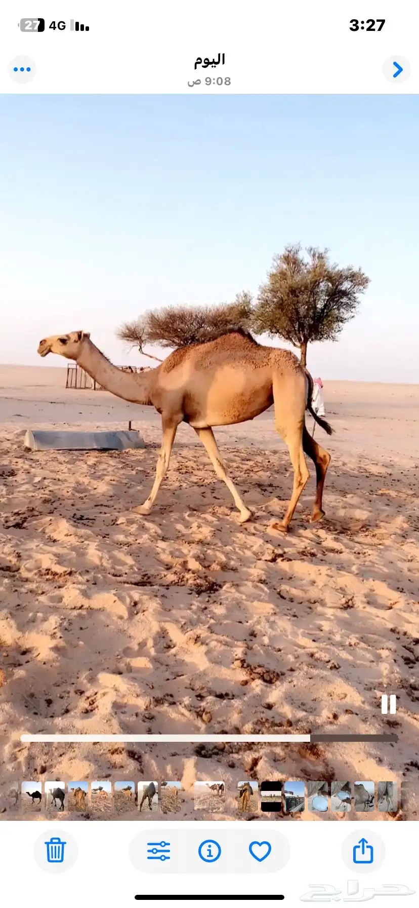 ضرايب شقح اسنان عدد 3 0