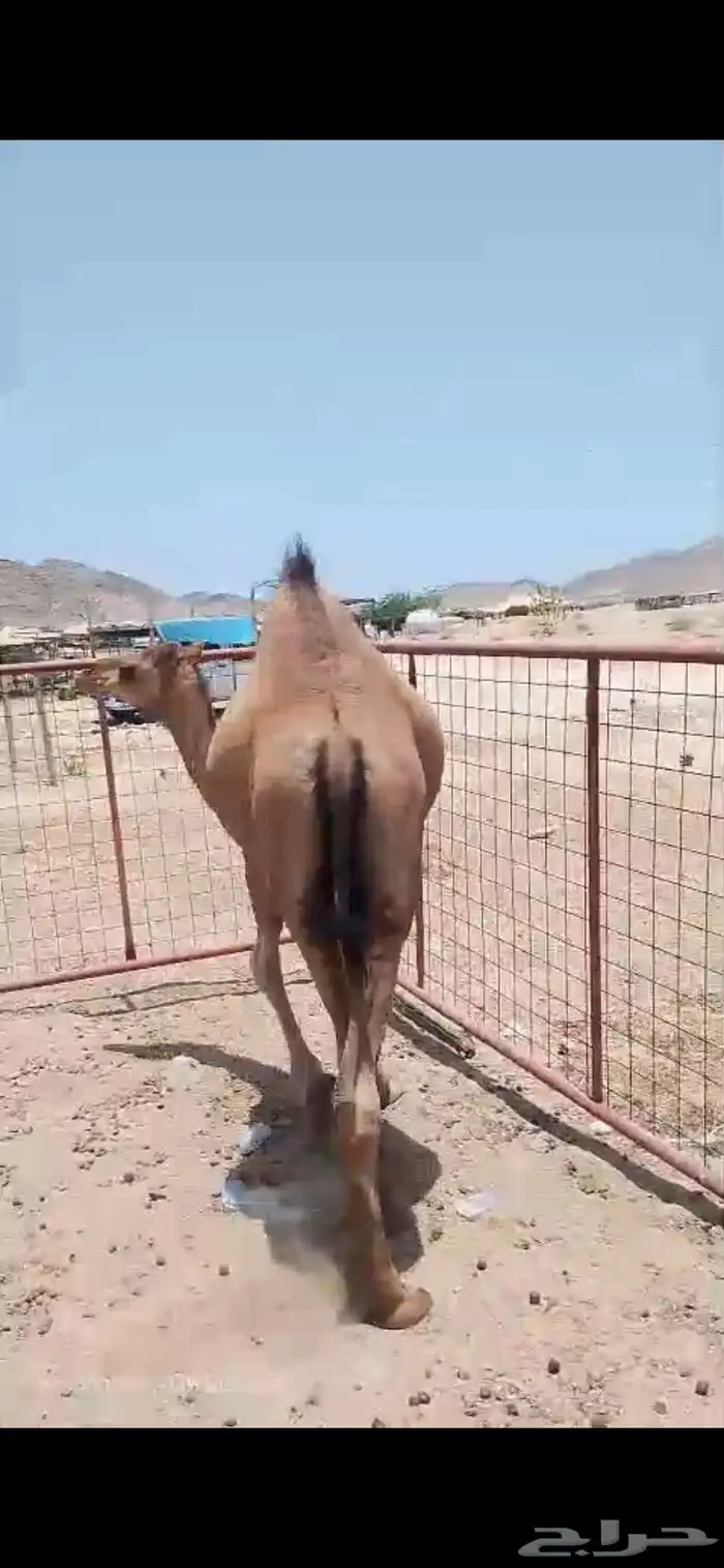 بكره على الحليب تم البيع خارج الموقع 0