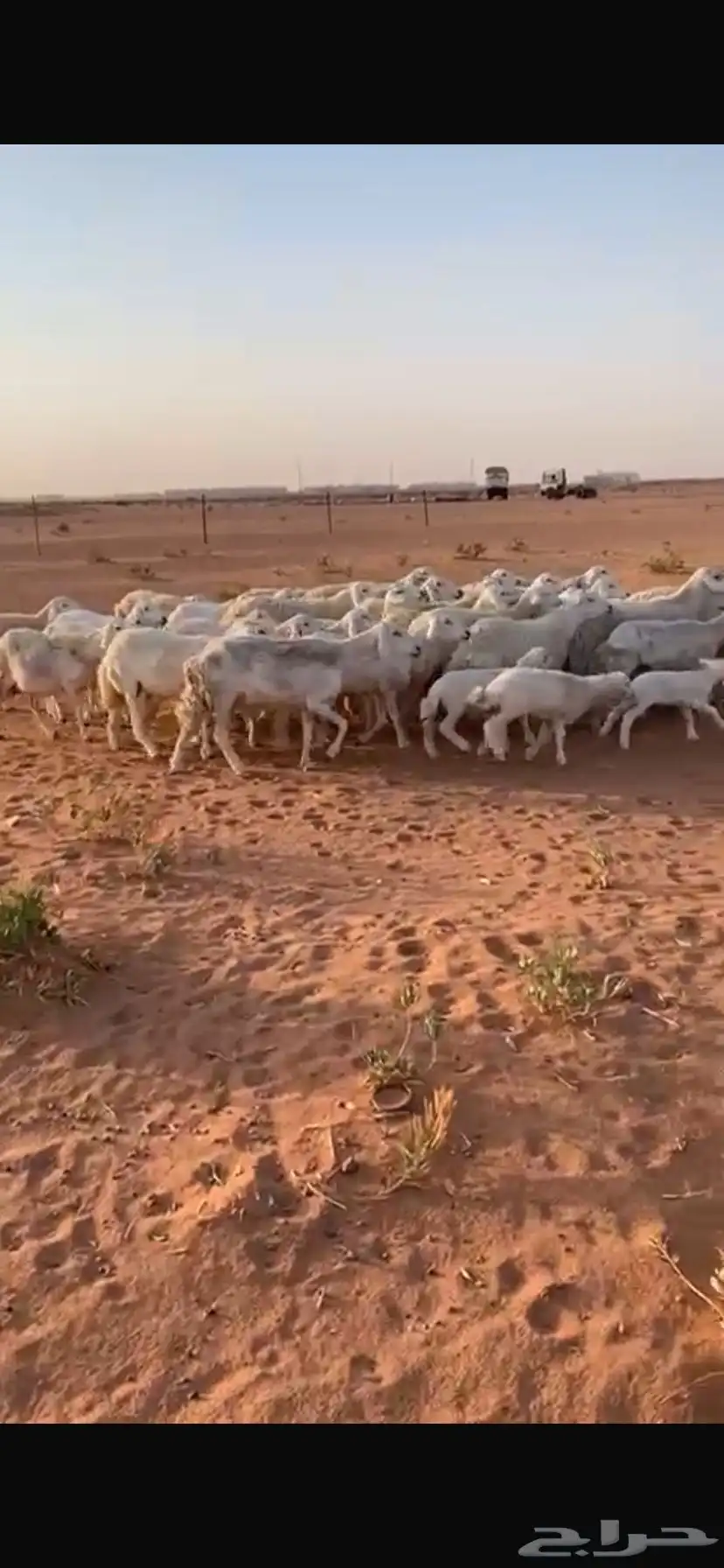 للبيع غنم 4