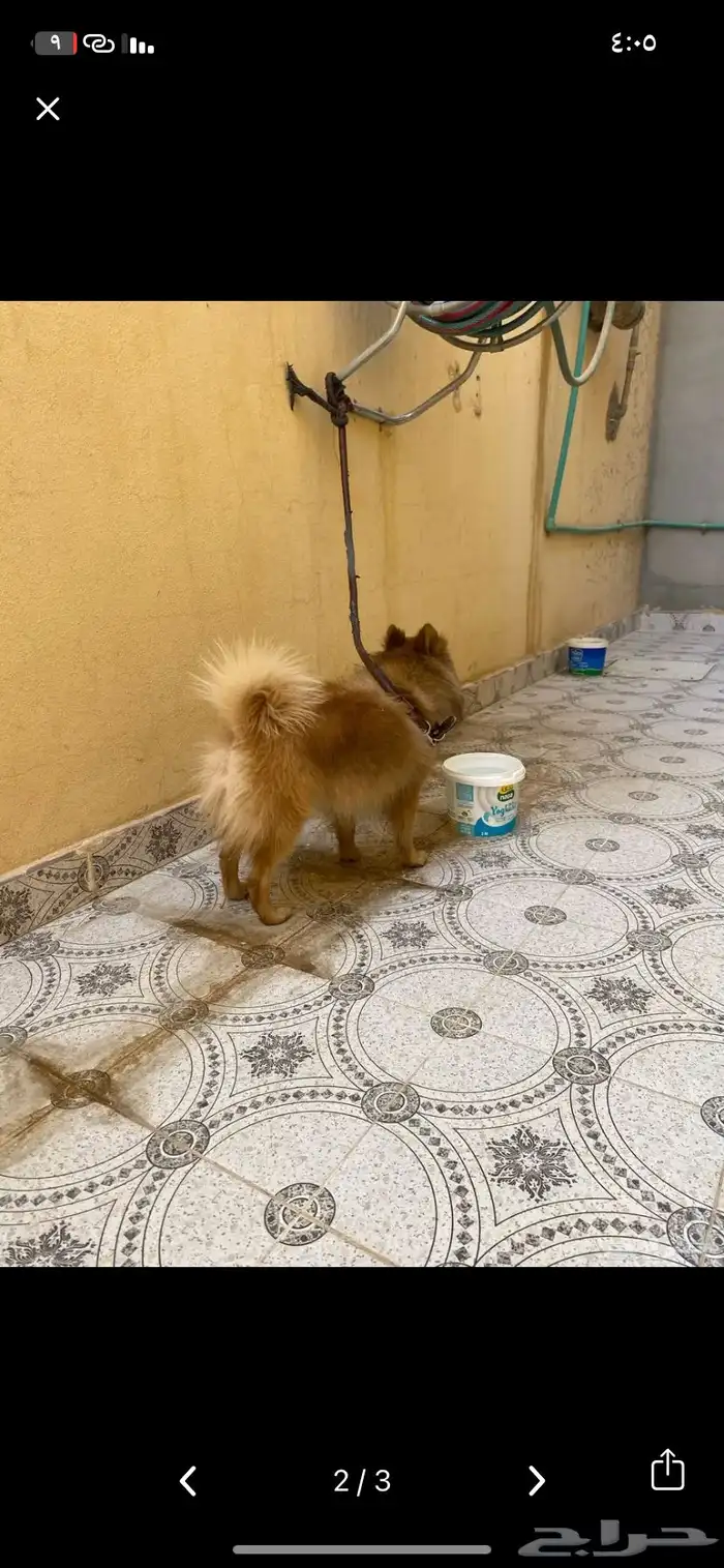 كلب شيولوا 0
