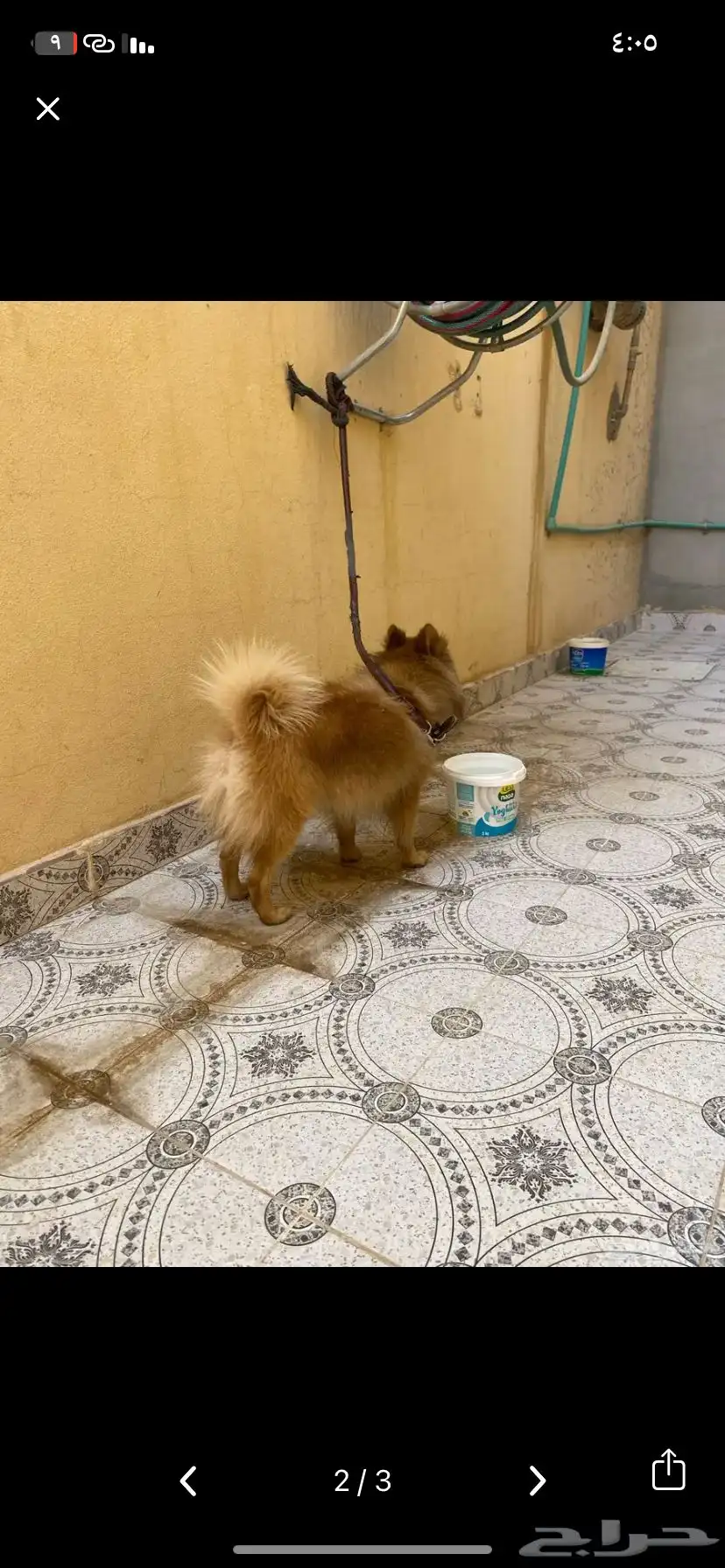 كلب شيولوا 0