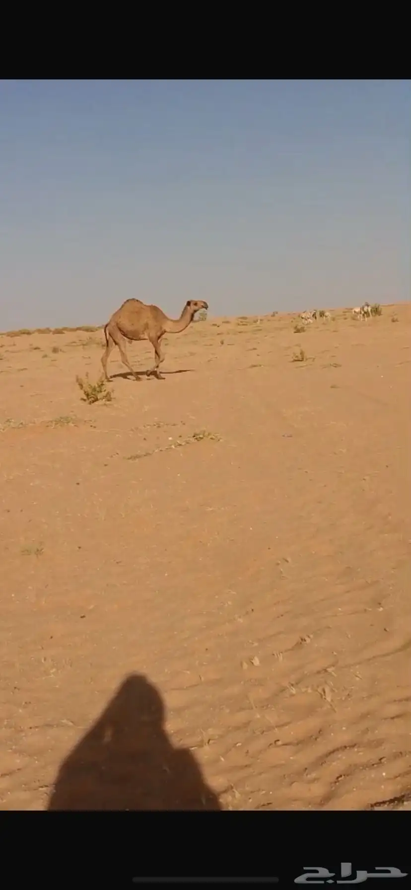 بكره صفراء جذعة 0