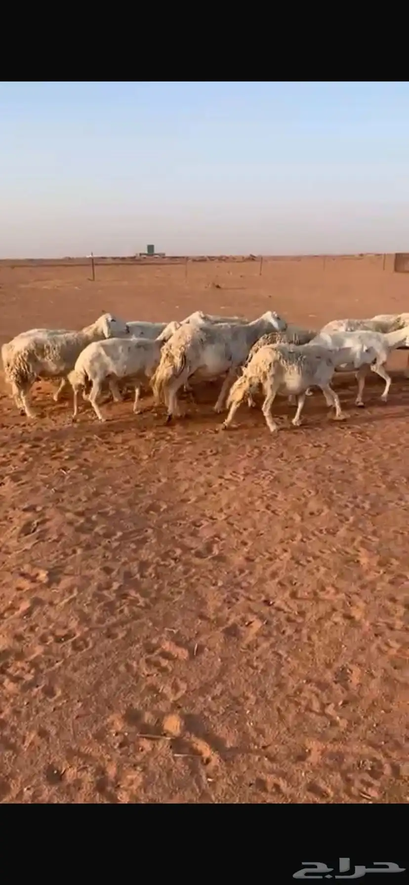 للبيع غنم 2
