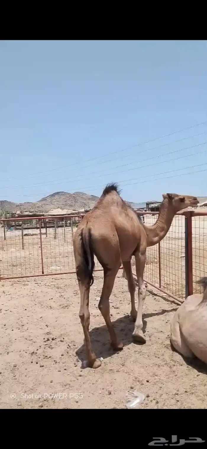 بكره على الحليب تم البيع خارج الموقع 1