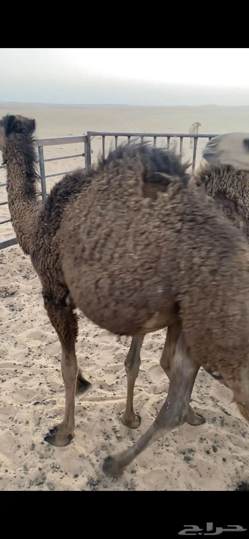 حشو 0