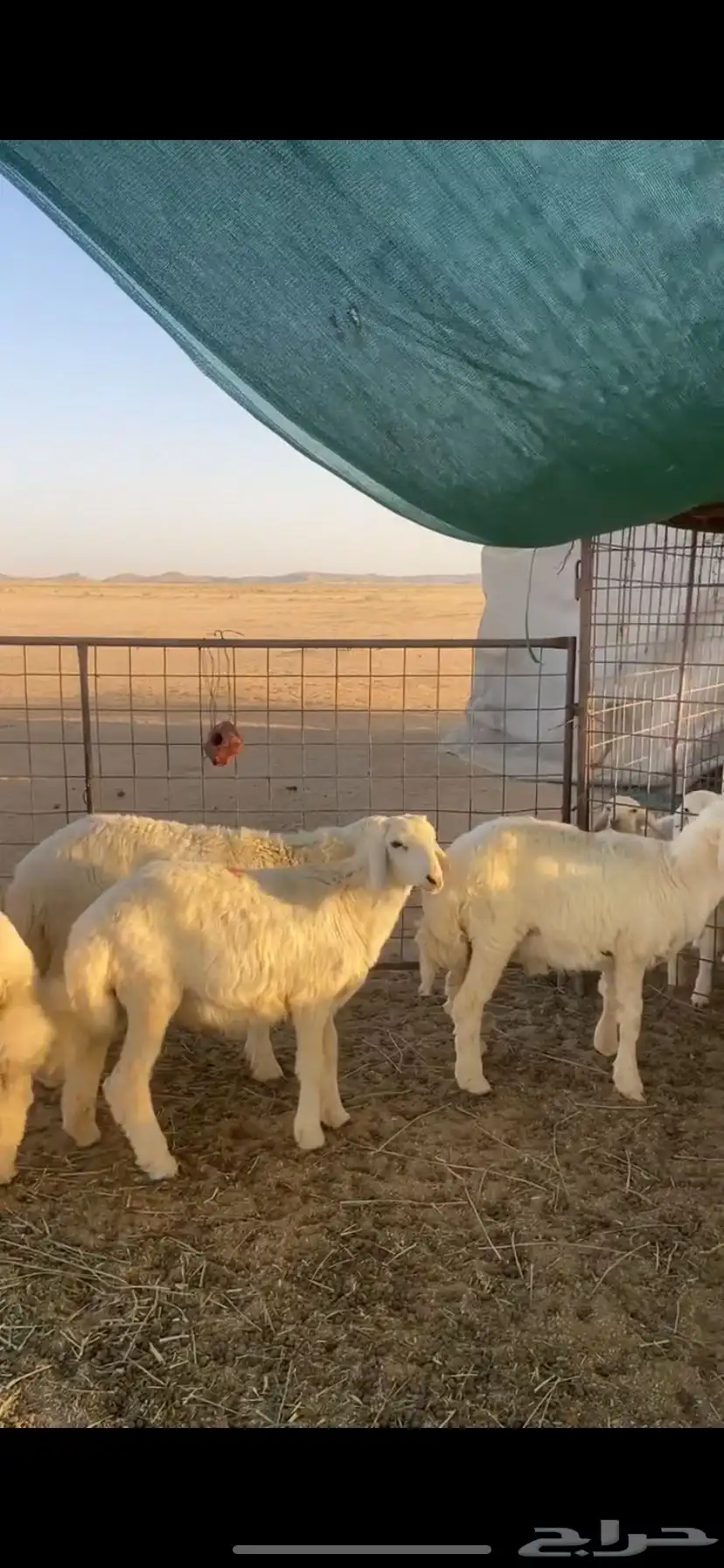 للبيع خرفان حريات 0