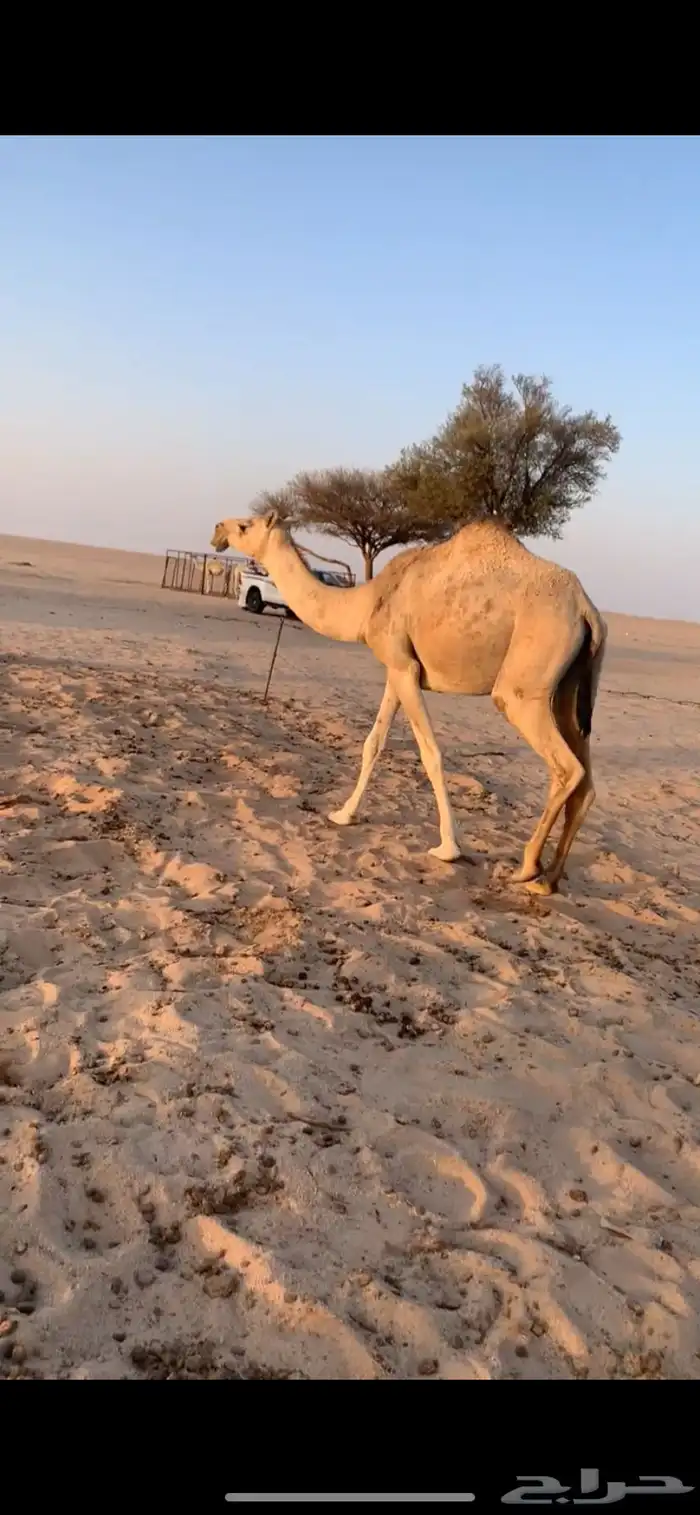 بكرتين لقوات طيبه ساسها عليانيات 1