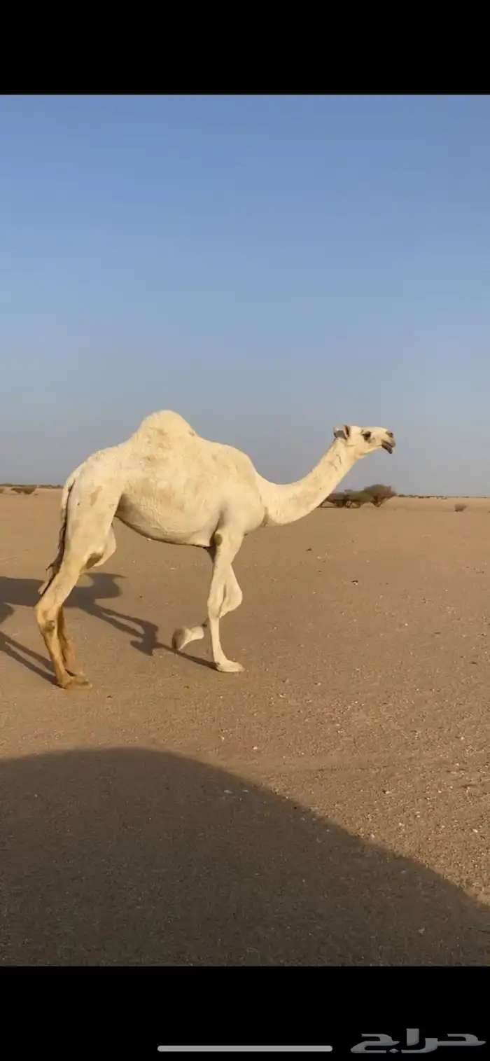بكره جذعه طيبه 1