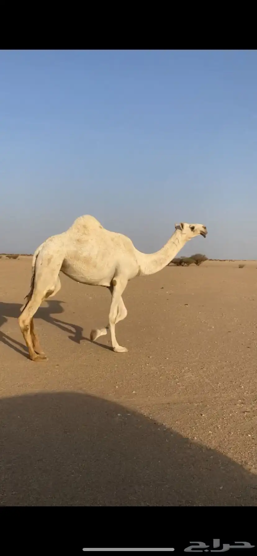 بكره جذعه طيبه 1