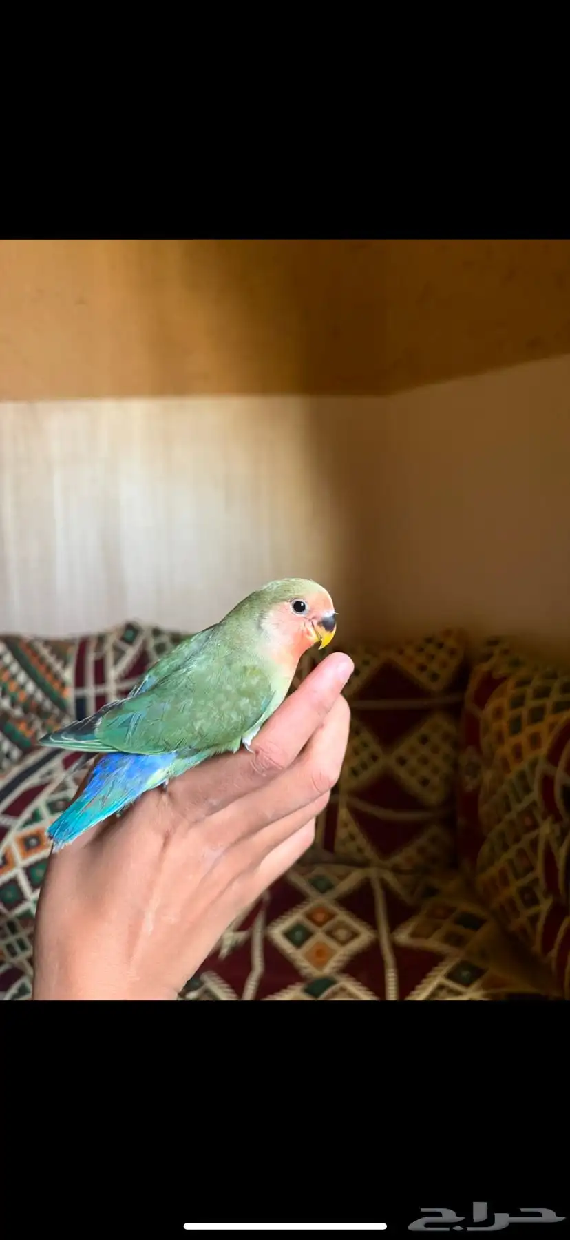 طيور روز اليفه جدا 0