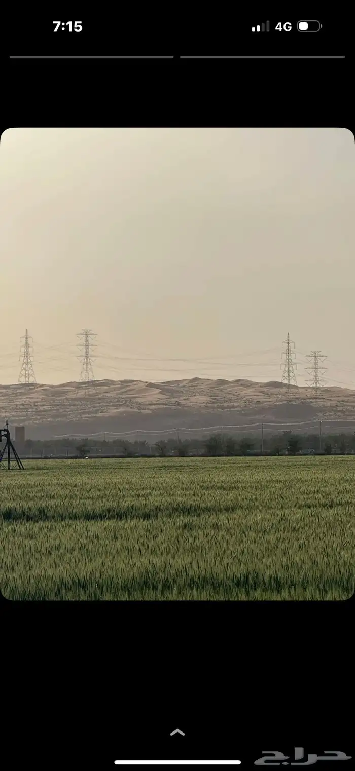 قمح نطيف من الشوائب محصول السنه هذي 0
