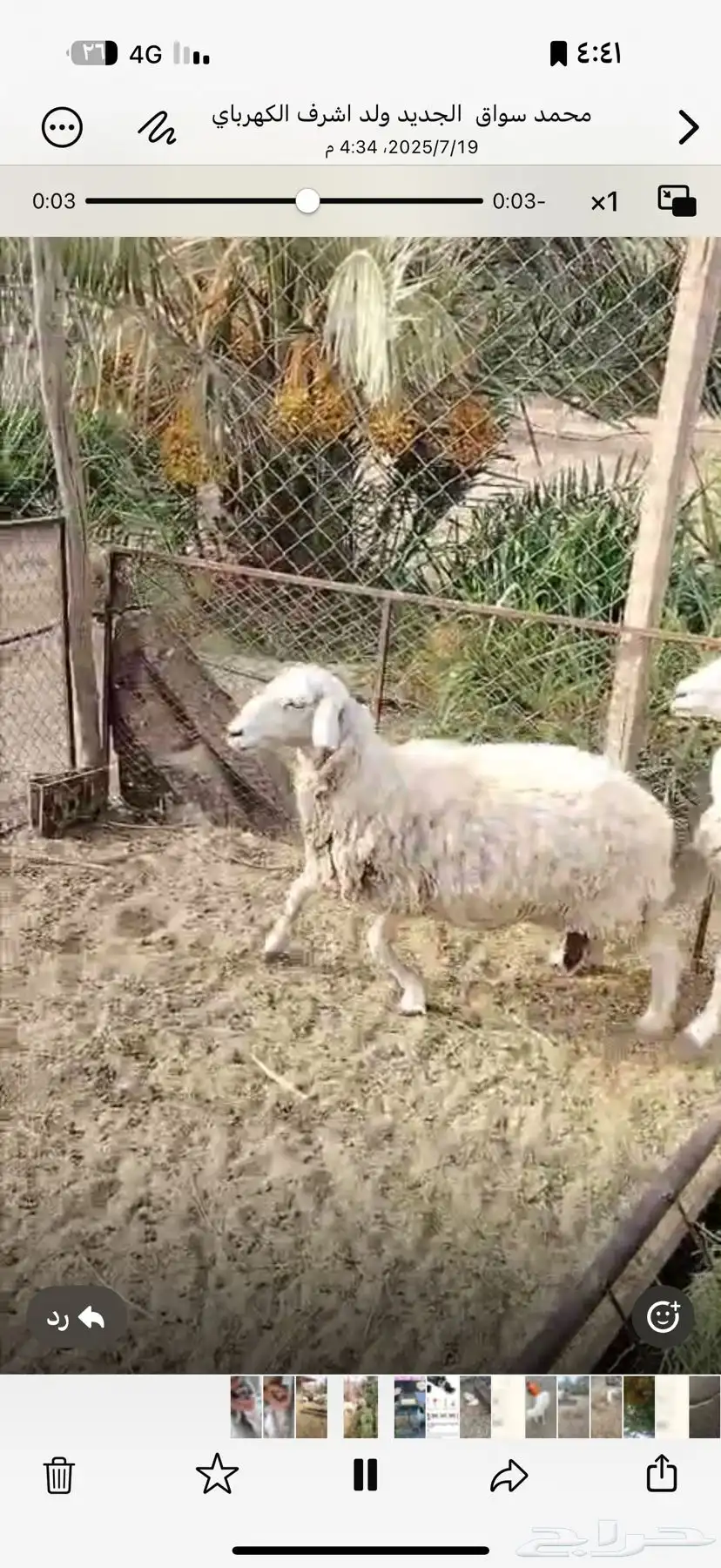 شاتين احوالها طيبه بالحيل واسنانها موضحه في الصور 3