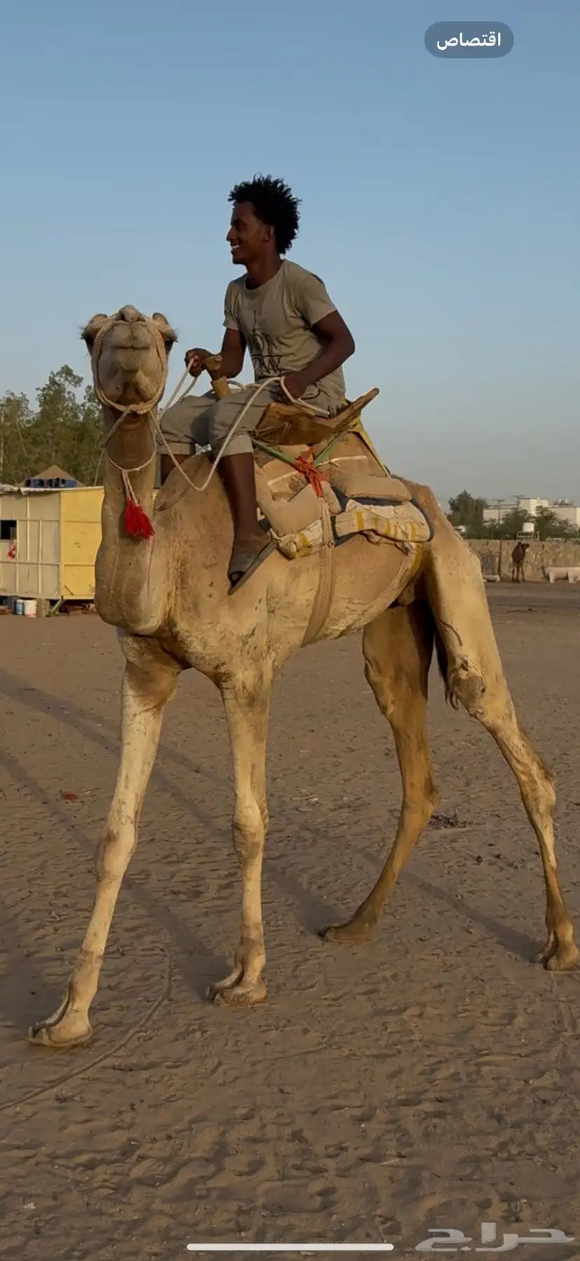 للبيع ركبي حر جذع طايع شرط 4
