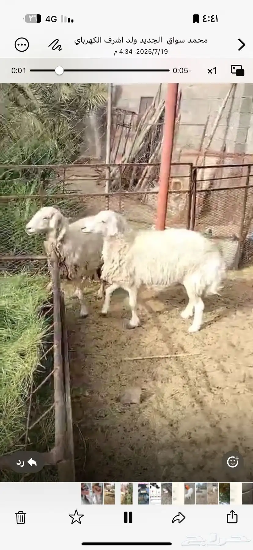 شاتين احوالها طيبه بالحيل واسنانها موضحه في الصور 0