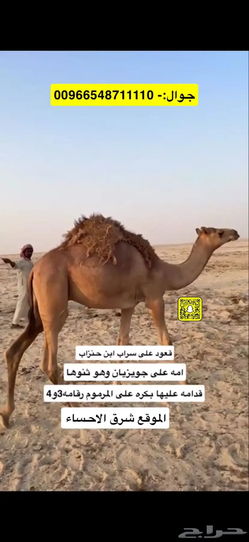 للبيع حوار هجن 0