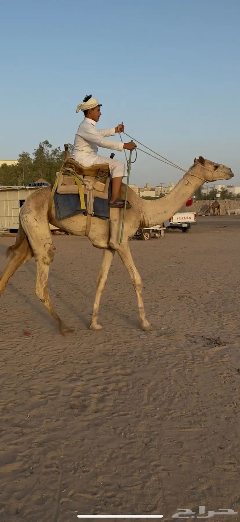 للبيع ركبي حر جذع طايع شرط 2