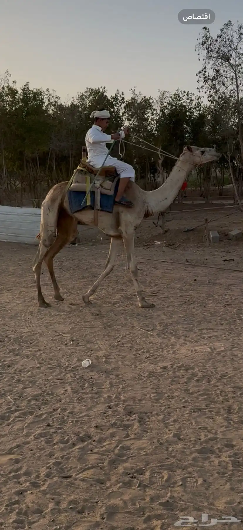 للبيع ركبي حر جذع طايع شرط 1