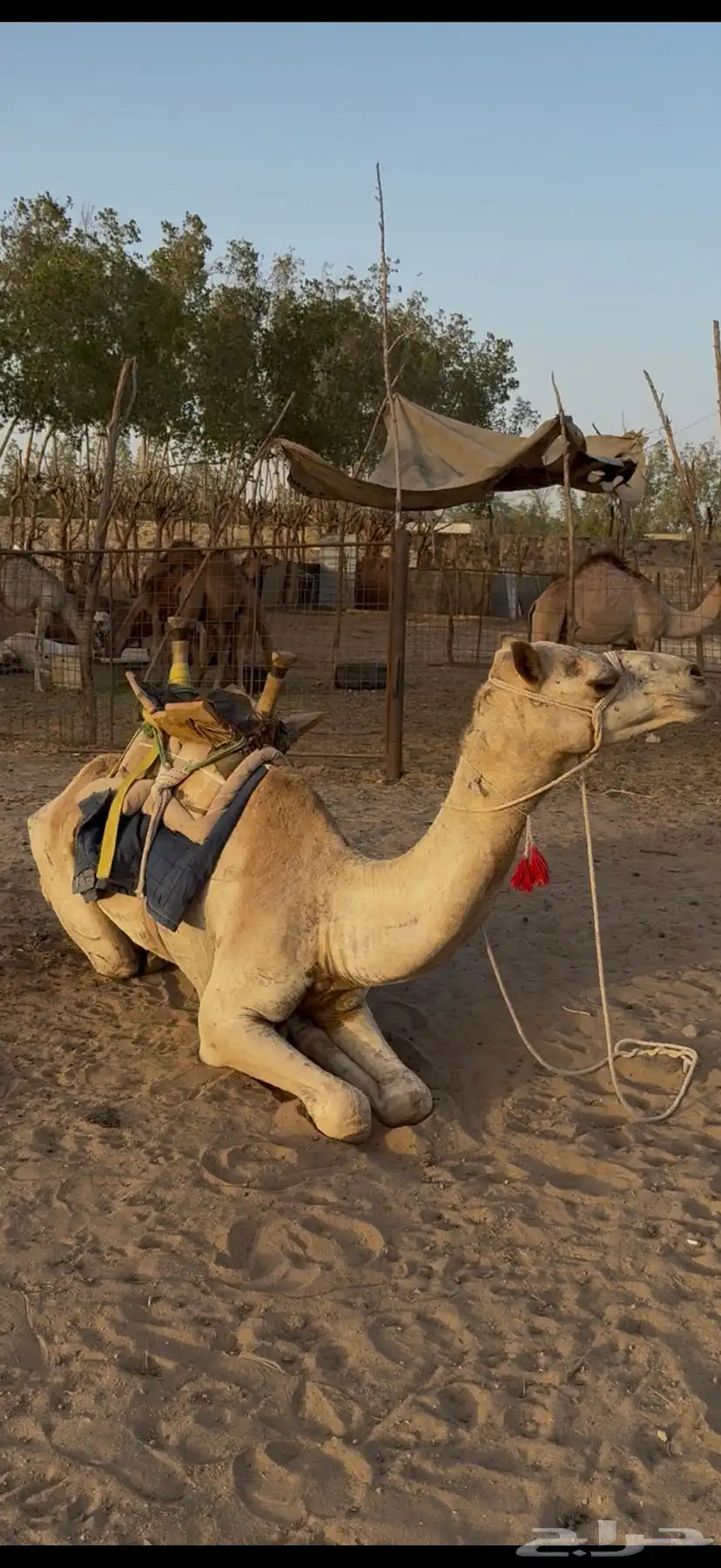 للبيع ركبي حر جذع طايع شرط 0