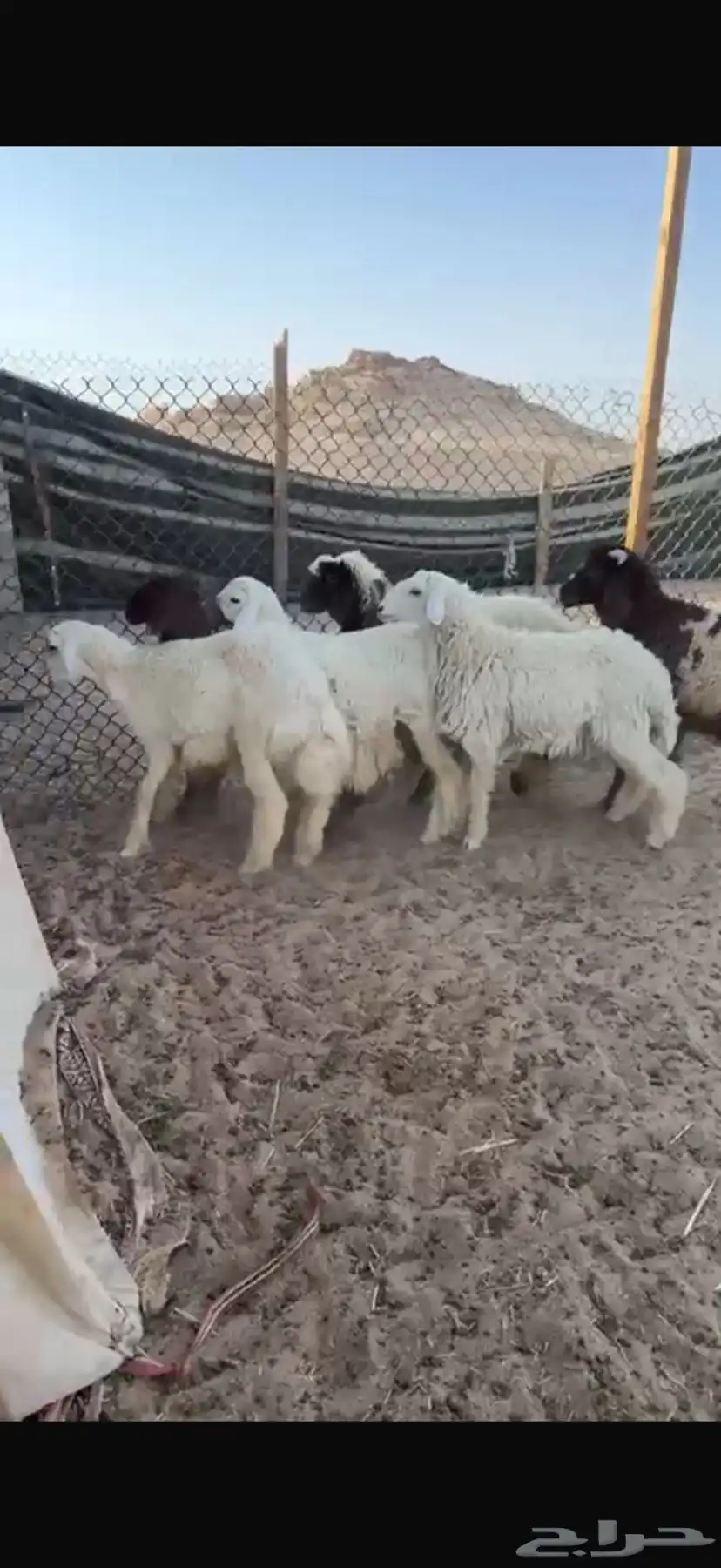 ذبايح حري ونعيم سواكن 0