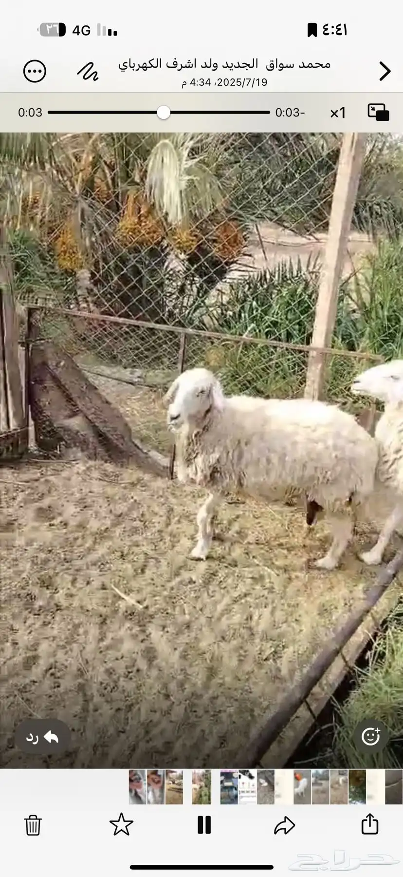 شاتين احوالها طيبه بالحيل واسنانها موضحه في الصور 6