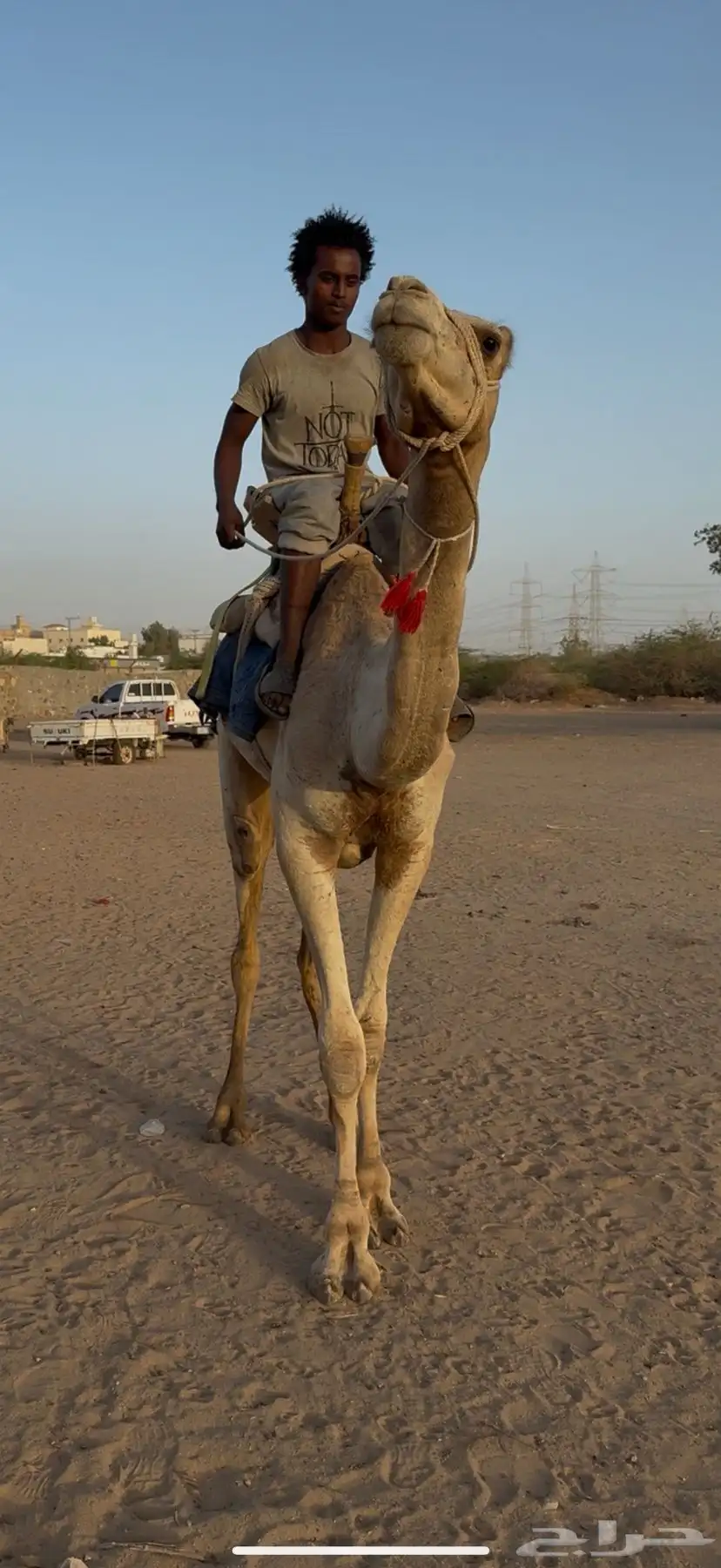 للبيع ركبي حر جذع طايع شرط 3