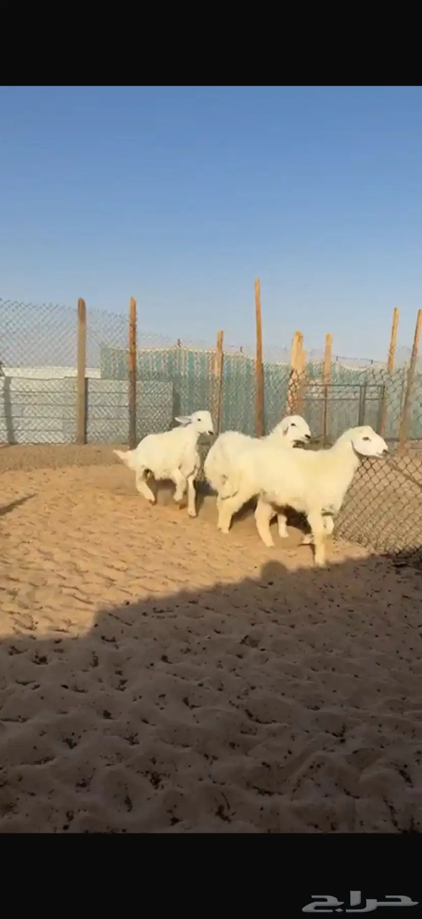 ذبايح حري ونعيم سواكن 3