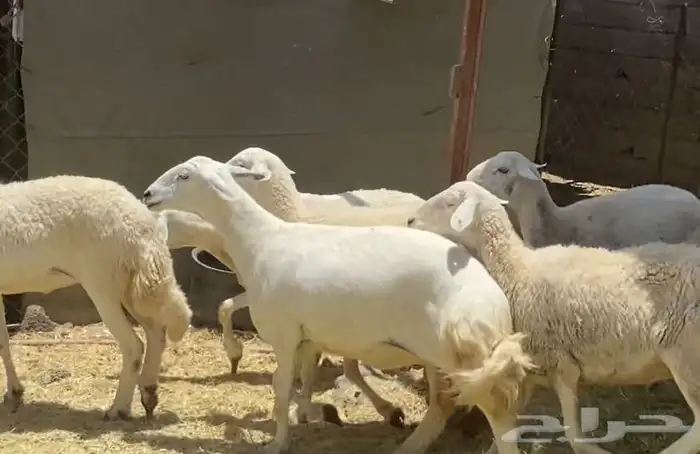 ضان حريات حرش جروم كاف تم البيع 0