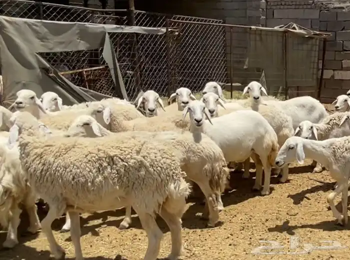 ضان حريات حرش جروم كاف تم البيع 3