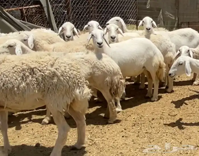 ضان حريات حرش جروم كاف تم البيع 6