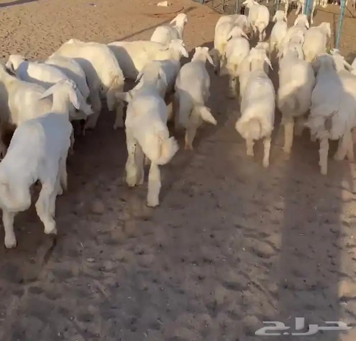طليان تم البيع اضغط متابعه يصلك كل جديد 2