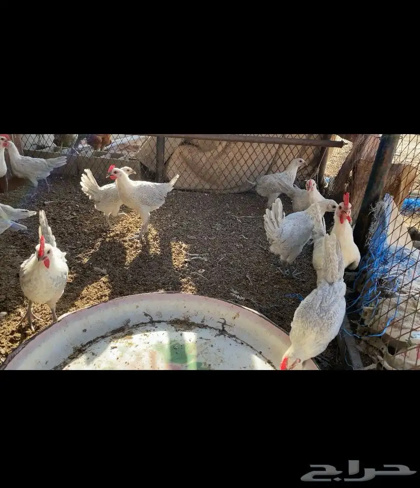 فراريج 1