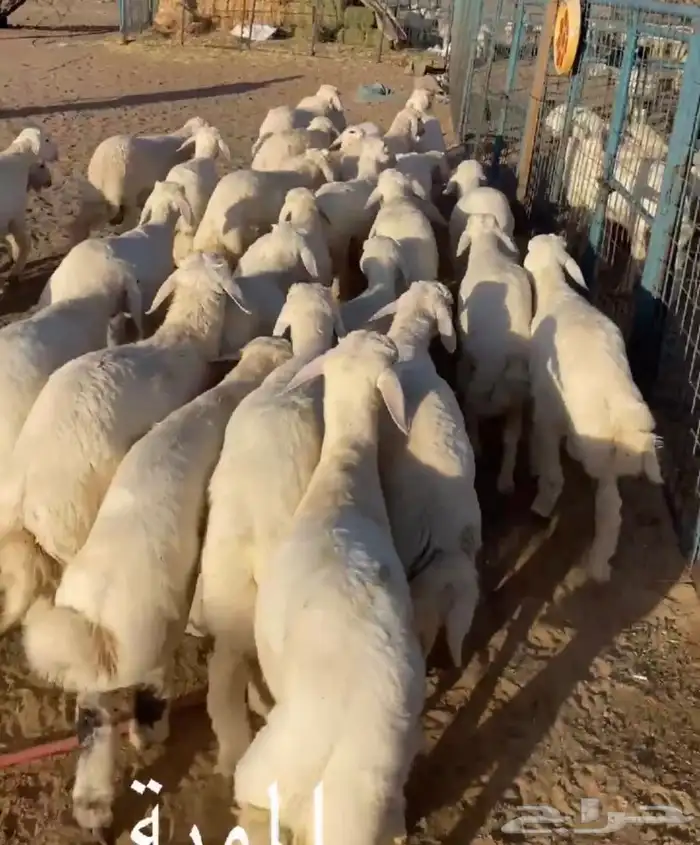 طليان تم البيع اضغط متابعه يصلك كل جديد 0