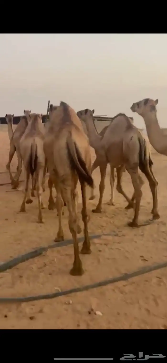 قعدان للبيع 1