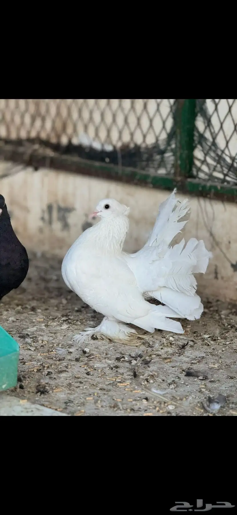 حمام شماسي باكستاني صنعاوي 8